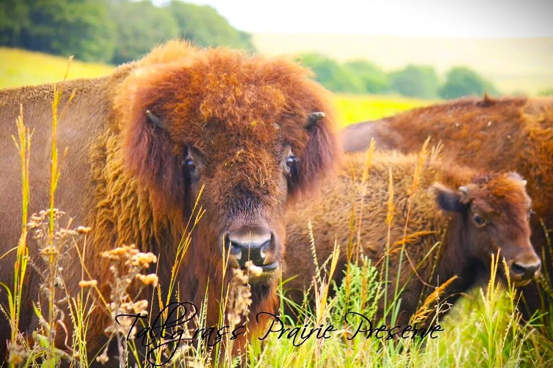 Tallgrass Prairie landscape